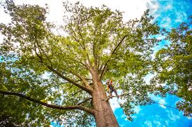 Best Arborist Consultation Services  in Fallston, MD