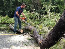 Best Tree Cabling and Bracing  in Fallston, MD