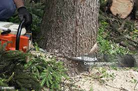Best Tree Disease Treatment  in Fallston, MD