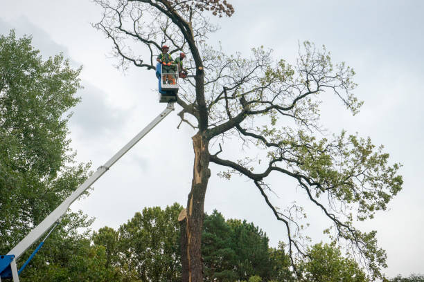 Best Firewood Processing and Delivery  in Fallston, MD