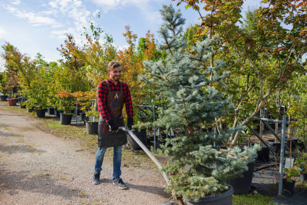 Best Organic Lawn Care Solutions  in Fallston, MD