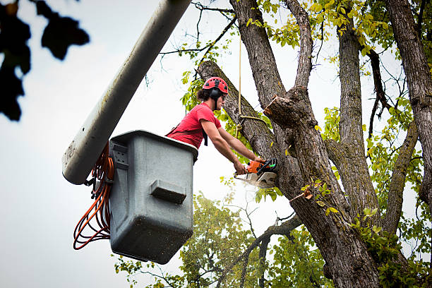 Best Root Management and Removal  in Fallston, MD