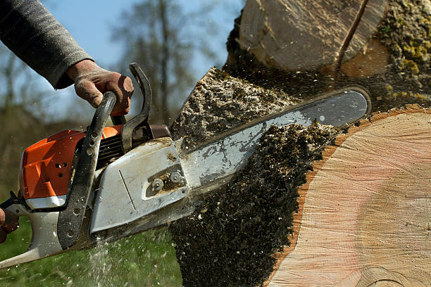 Best Tree Trimming and Pruning  in Fallston, MD