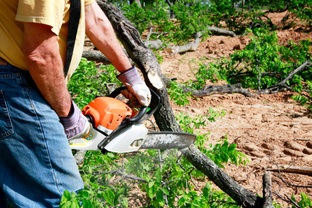 Best Emergency Tree Removal  in Fallston, MD